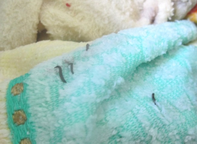 Lấy mẫu kiểm tra sinh vật lạ trong khăn tắm Trung Quốc