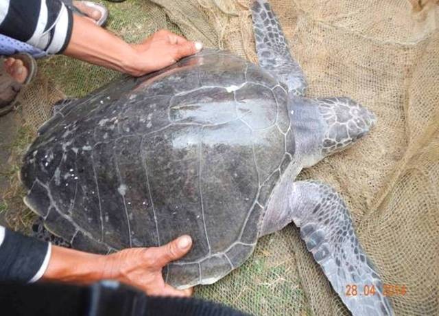 Ngư dân thả đồi mồi nặng hơn 10 Kg về biển