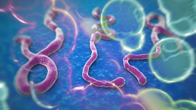 TP.HCM: Tăng cường phòng chống bệnh Ebola