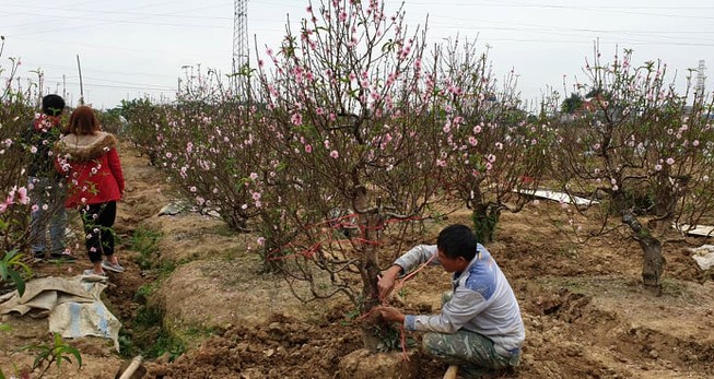 Đào tết bung nở sớm, người làng hoa khóc ròng