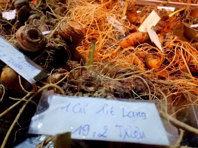 Sâm Ngọc Linh lên tem bưu chính