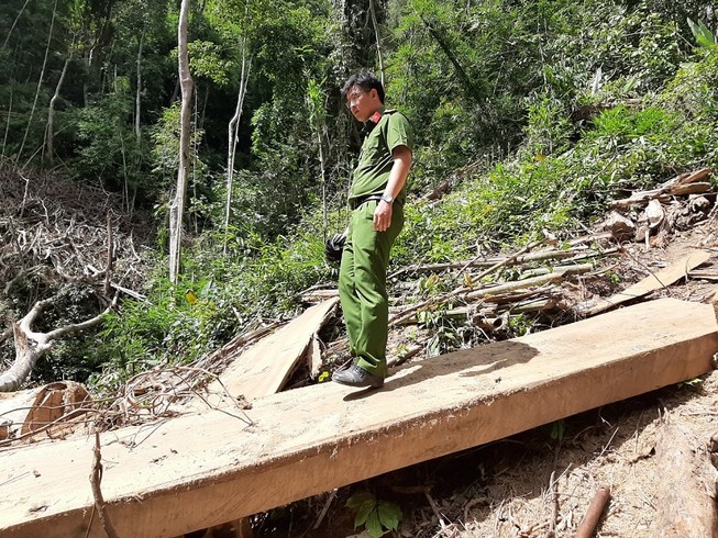 Khởi tố nhóm người tham gia phá rừng Nam Kar
