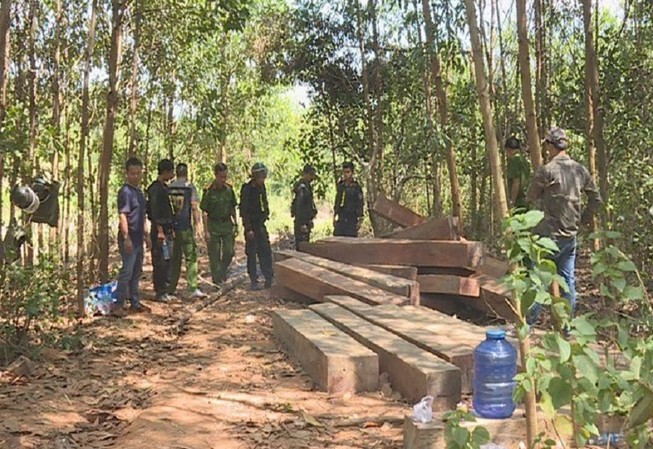 Cựu Giám đốc công ty lâm nghiệp để mất rừng bị bắt
