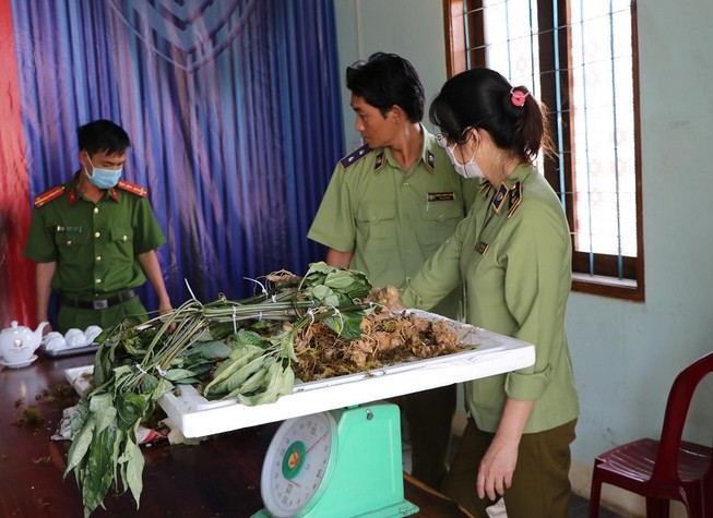 Lực lượng chức năng tỉnh Kon Tum vừa phát hiện vụ sâm Ngọc Linh giả. Ảnh HN