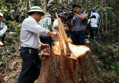 Lãnh đạo tỉnh băng rừng, chứng kiến cảnh phá rừng pơ mu tàn bạo