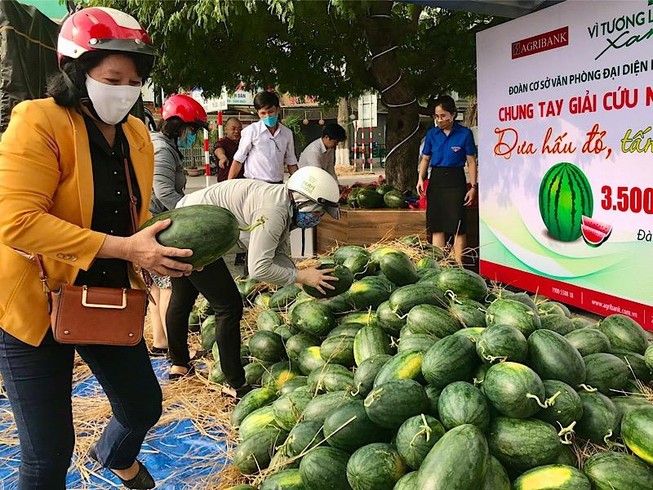 Agribank miền Trung bán dưa hấu cho nông dân Quảng Ngãi