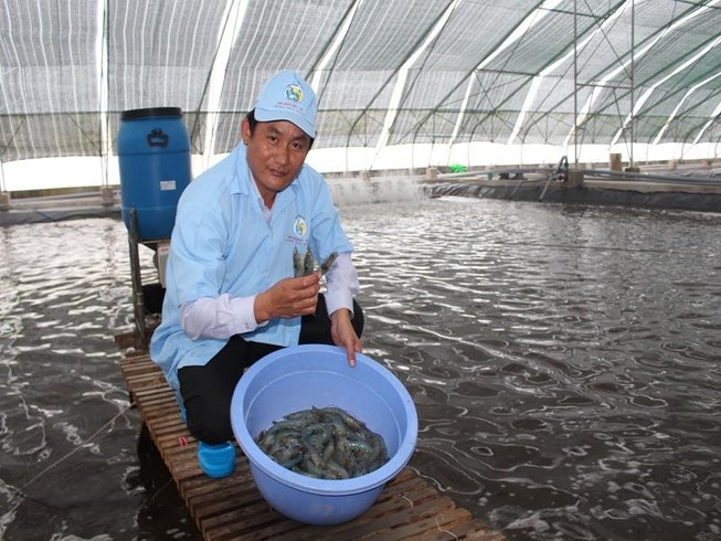 Thu hoạch tôm siêu thâm canh ở Bạc Liêu