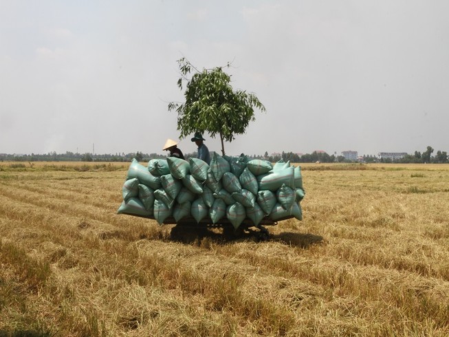 'Việt Nam gần như mất thị trường gạo Trung Quốc'