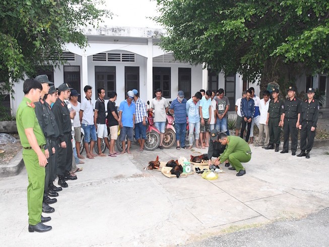 Trà Vinh: Vây bắt hàng chục người chơi đá gà giữa đồng