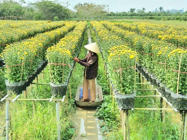 Làng hoa Sa Đéc: Hàng triệu giỏ hoa chuẩn bị ra chợ Tết