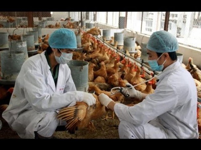 Thủ tướng chỉ đạo phòng, chống dịch cúm H5N1