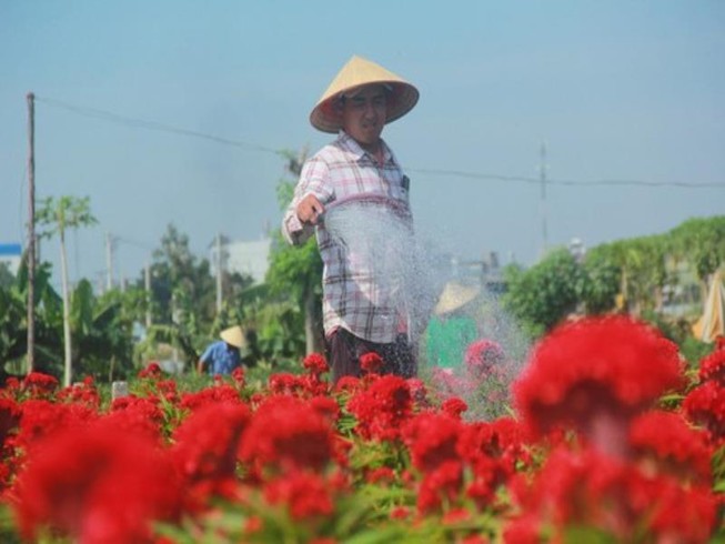 Bà con làng hoa ở TP.HCM chạy nước rút cho vụ tết