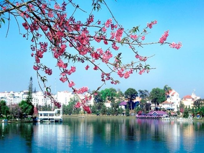 Nỗi hối hận trước hoa mai anh đào