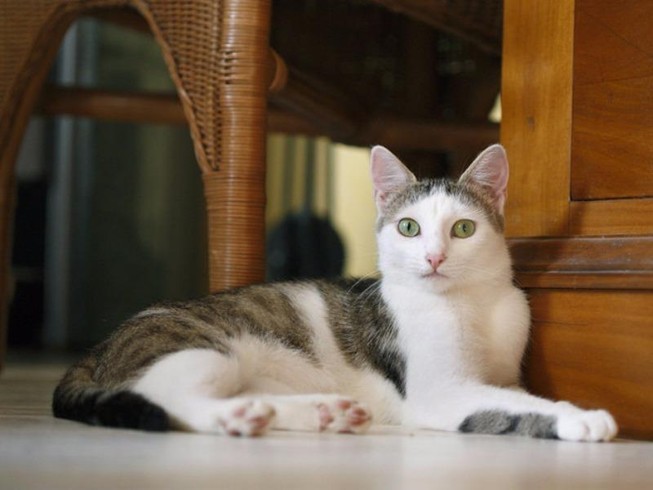 Giết 21 con mèo, ngồi tù 16 năm