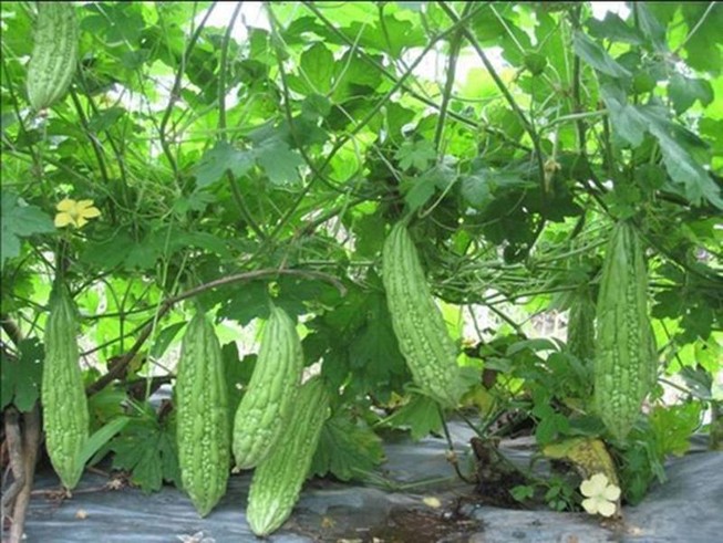 Mướp đắng ngăn ngừa được cả bệnh ung thư?