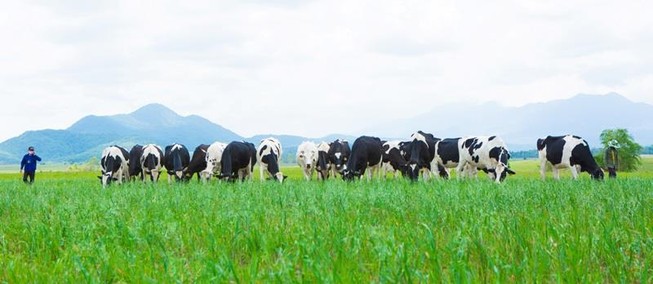 Vinamilk: Thương hiệu có giá trị cao nhất Việt Nam 2019