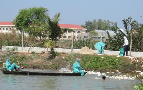 Tây Ninh: Tiêu hủy hai ổ dịch cúm gia cầm