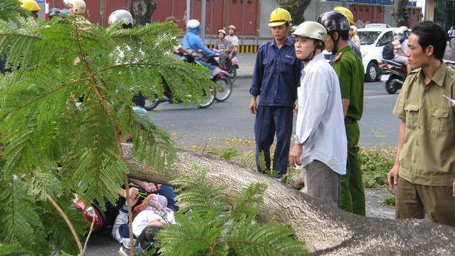 Đi học qua đường Lê Duẩn, 2 nữ sinh bị cây gãy đè