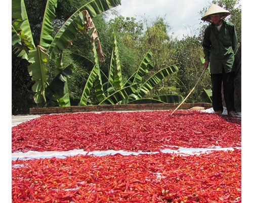 Người dân “méo mặt” vì thương lái Trung Quốc