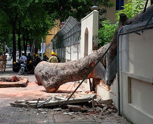 Cây cổ thụ đổ sập vào hàng rào trụ sở Lãnh sự quán Nga
