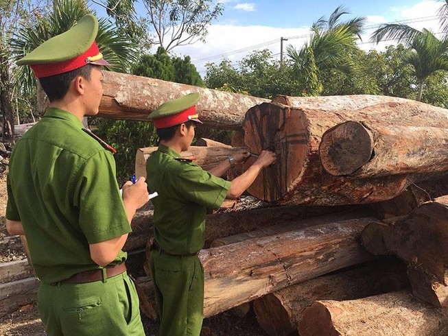 Xưởng chế biến gỗ không phép nằm sát bìa rừng