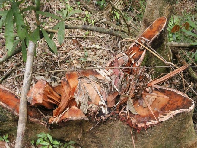 Quảng Nam chỉ đạo “nóng” triệt phá các nhóm lâm tặc