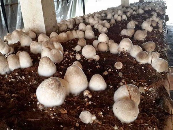 Hãy thử một lần, ăn nấm rơm đi bạn!