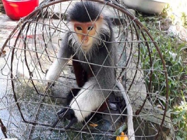 Voọc chà vá chân nâu đi lạc vào nhà dân