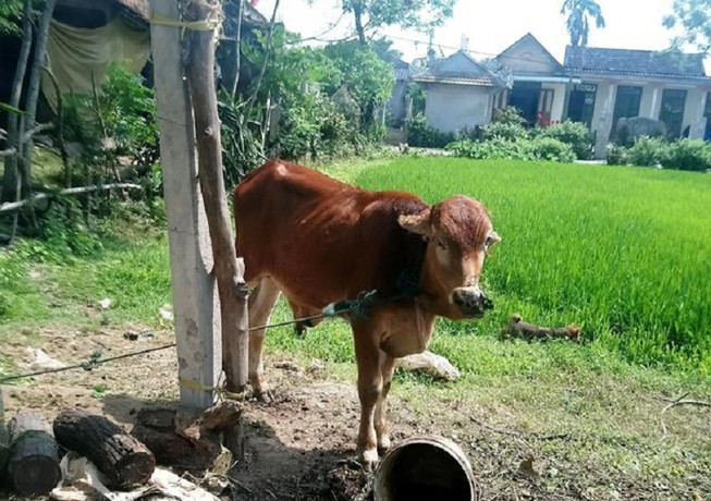 Bò chính sách chia cho cán bộ xã và giết thịt