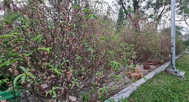 Thay vì vứt bỏ, người dân Huế tặng đào tết cho huyện A Lưới