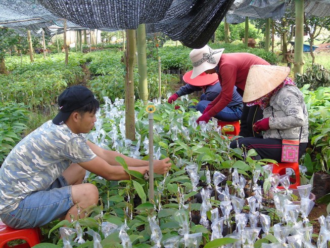 Bình Phước liên kết vùng phát triển nông nghiệp công nghệ cao