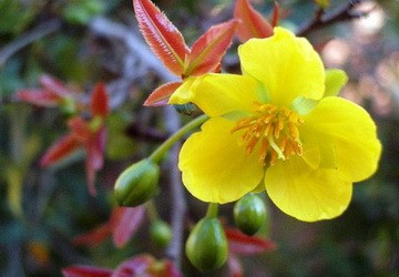 Nhớ tết xưa ngồi nhuộm áo