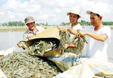 Rộng đường xuất khẩu tôm vào Mỹ