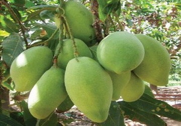 Xoài cát Hòa Lộc được nhận chứng nhận VietGAP