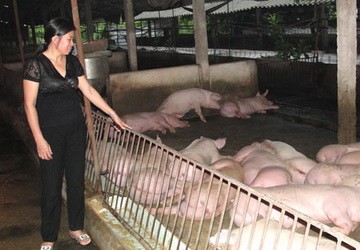 Nỗi niềm người nuôi lợn thời giá tăng cao