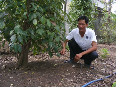 Đồng Nai có người trồng tiêu giỏi nhất thế giới
