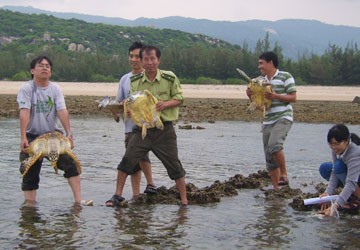 Thả 12 con đồi mồi về biển