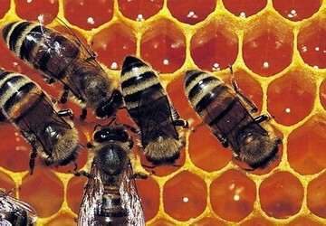Liệu pháp dân gian chữa bệnh ngoài da