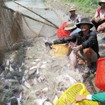 Liên kết việc sản xuất và tiêu thụ cá tra