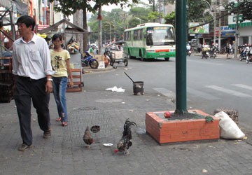 Rộ “mốt” nuôi gà trên đường phố