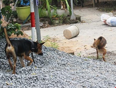 Hàng xóm đánh nhau chấn thương sọ não vì... con chó