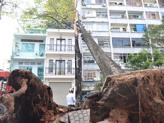 Cây xanh đè trúng nhà ở quận 1, nhiều người tháo chạy
