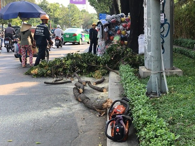 Đang đứng, cô gái bị cành cây rơi trúng đầu