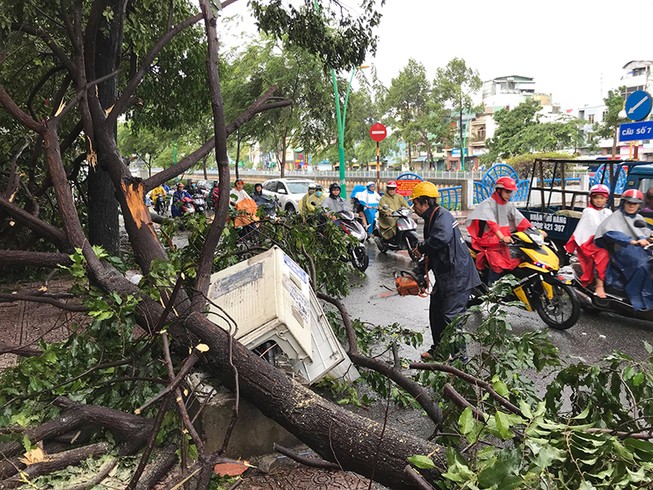 TP.HCM: Mưa gió rất lớn, người đi đường hoảng loạn vì cây ngã