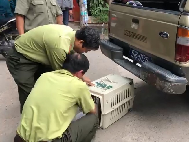 Đã bắn thuốc mê được 6 con khỉ trong đàn khỉ ‘đại náo’