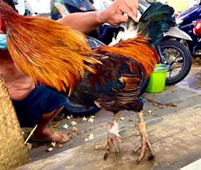 Tân Phú: Bắt quả tang 23 người đá gà ăn tiền