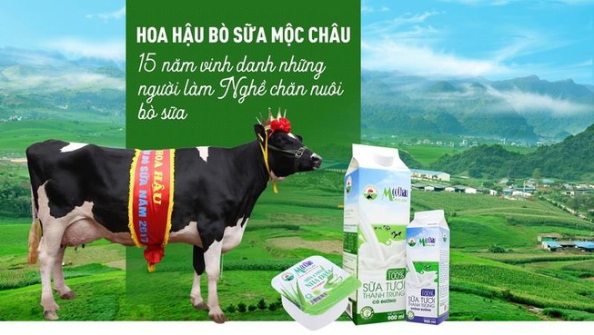 Vì sao 'hoa hậu bò sữa Mộc Châu' từ chối Vinamilk ?