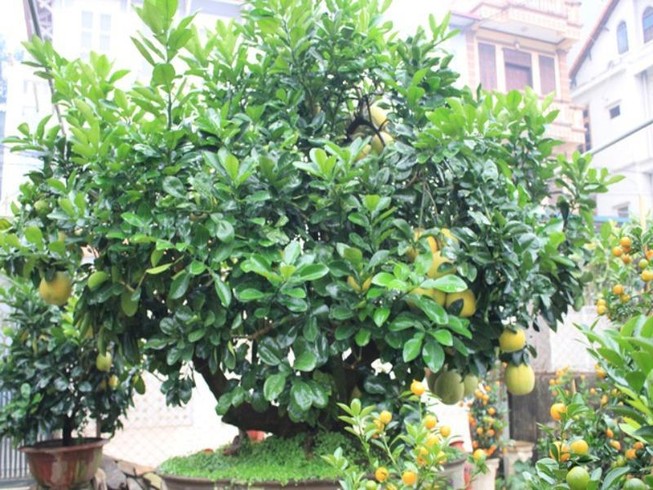 Những loại cây trồng trước nhà để 'hút tiền' về cho chủ nhân