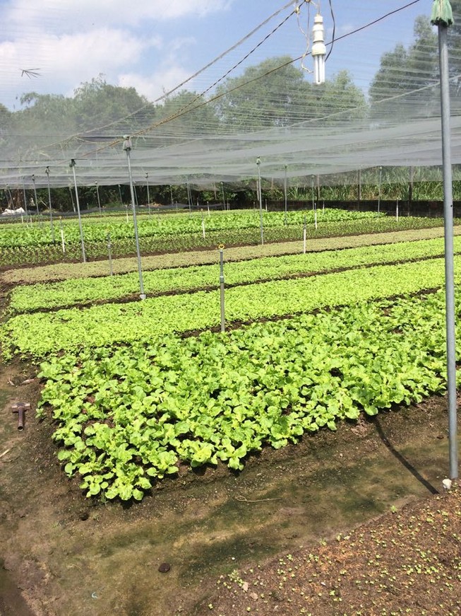 “Mù mờ” rau an toàn và rau hữu cơ