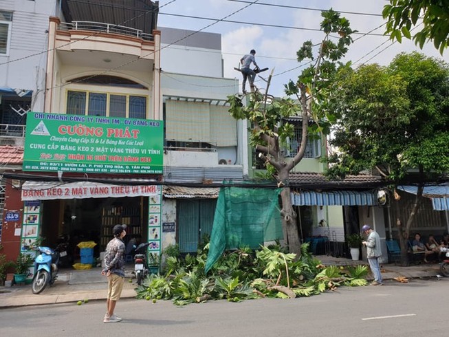 Cây xanh có dấu hiệu không an toàn: Gọi ai để xử lý?